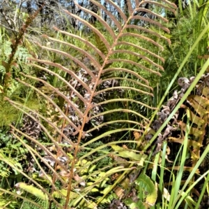 Blechnum camfieldii at Beecroft Peninsula, NSW - 28 Sep 2020 10:39 PM