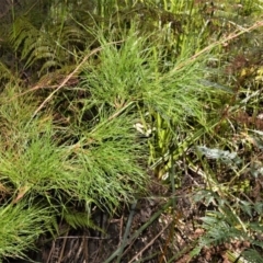 Baloskion tetraphyllum subsp. meiostachyum (Plume Rush, Australian Reed) at Beecroft Peninsula, NSW - 28 Sep 2020 by plants