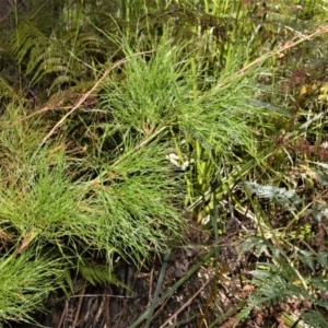 Baloskion tetraphyllum subsp. meiostachyum at Beecroft Peninsula, NSW - 28 Sep 2020