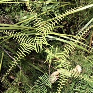 Gleichenia microphylla at Beecroft Peninsula, NSW - suppressed