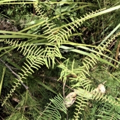 Gleichenia microphylla (Scrambling coral fern) at Beecroft Peninsula, NSW - 28 Sep 2020 by plants