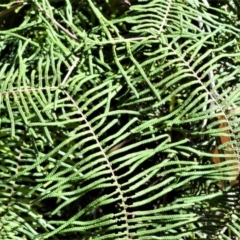 Gleichenia microphylla at Beecroft Peninsula, NSW - suppressed