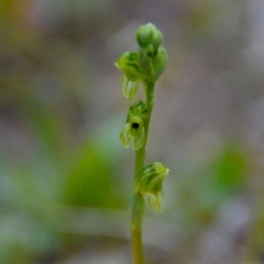 Hymenochilus bicolor (ACT) = Pterostylis bicolor (NSW) (Black-tip Greenhood) at Kambah, ACT - 27 Sep 2020 by George