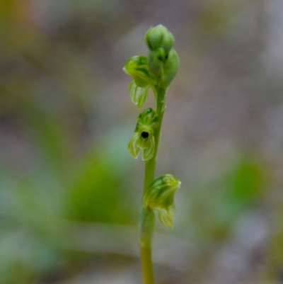 Hymenochilus bicolor (Black-tip Greenhood) at Kambah, ACT - 27 Sep 2020 by George