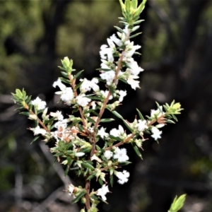 Styphelia ericoides at Beecroft Peninsula, NSW - 28 Sep 2020