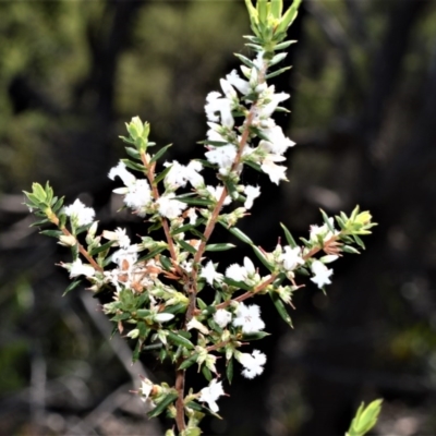 Styphelia ericoides (Pink Beard-Heath) at Beecroft Peninsula, NSW - 28 Sep 2020 by plants