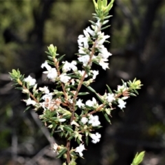 Leucopogon ericoides (Pink Beard-Heath) at Beecroft Peninsula, NSW - 28 Sep 2020 by plants