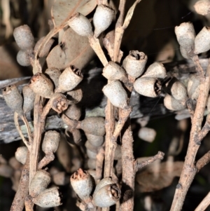 Eucalyptus botryoides at Beecroft Peninsula, NSW - 28 Sep 2020