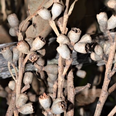 Eucalyptus botryoides (Bangalay, Southern Mahogany) at Beecroft Peninsula, NSW - 28 Sep 2020 by plants