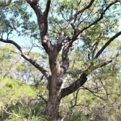 Eucalyptus botryoides at Beecroft Peninsula, NSW - 28 Sep 2020