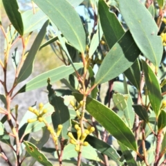 Eucalyptus obstans (Port Jackson Mallee) at Beecroft Peninsula, NSW - 28 Sep 2020 by plants
