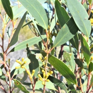 Eucalyptus obstans at Beecroft Peninsula, NSW - 28 Sep 2020