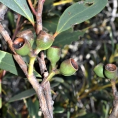 Eucalyptus obstans at Beecroft Peninsula, NSW - 28 Sep 2020 11:26 PM