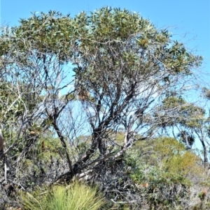 Eucalyptus obstans at Beecroft Peninsula, NSW - 28 Sep 2020