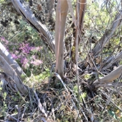 Eucalyptus obstans at Beecroft Peninsula, NSW - 28 Sep 2020 11:26 PM