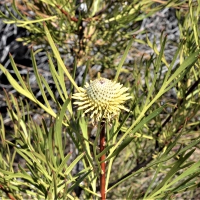 Isopogon anemonifolius (Common Drumsticks) at Beecroft Peninsula, NSW - 28 Sep 2020 by plants