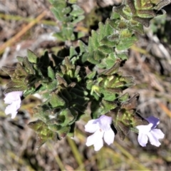 Prostanthera densa (Villous Mint-bush) at Beecroft Peninsula, NSW - 28 Sep 2020 by plants