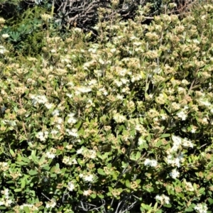 Phebalium squamulosum at Beecroft Peninsula, NSW - 28 Sep 2020