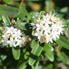 Phebalium squamulosum at Beecroft Peninsula, NSW - 28 Sep 2020