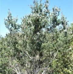 Leptospermum laevigatum (Coast Teatree) at Beecroft Peninsula, NSW - 28 Sep 2020 by plants