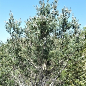 Leptospermum laevigatum at Beecroft Peninsula, NSW - 28 Sep 2020