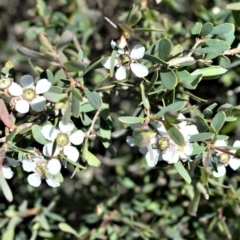 Leptospermum laevigatum at Beecroft Peninsula, NSW - 28 Sep 2020 11:35 PM