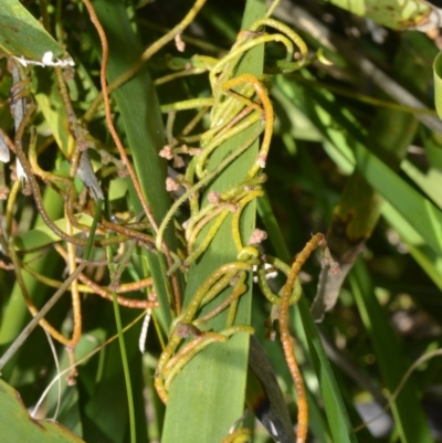 Cassytha pubescens (Devil's Twine) at Beecroft Peninsula, NSW - 28 Sep 2020 by plants