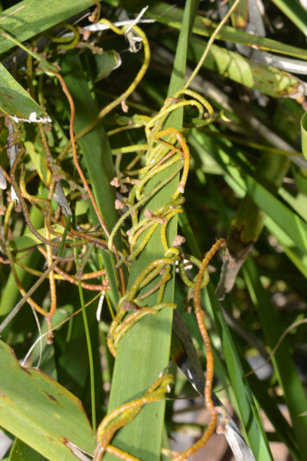 Cassytha pubescens at Beecroft Peninsula, NSW - 28 Sep 2020