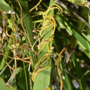 Cassytha pubescens at Beecroft Peninsula, NSW - 28 Sep 2020