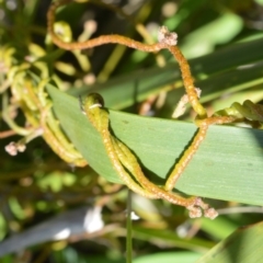 Cassytha pubescens at Beecroft Peninsula, NSW - 28 Sep 2020