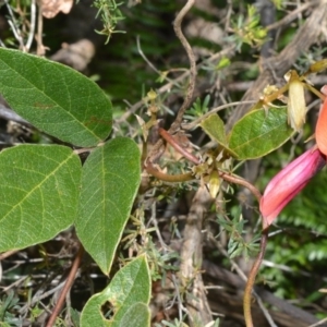 Kennedia rubicunda at Beecroft Peninsula, NSW - 28 Sep 2020 11:38 PM