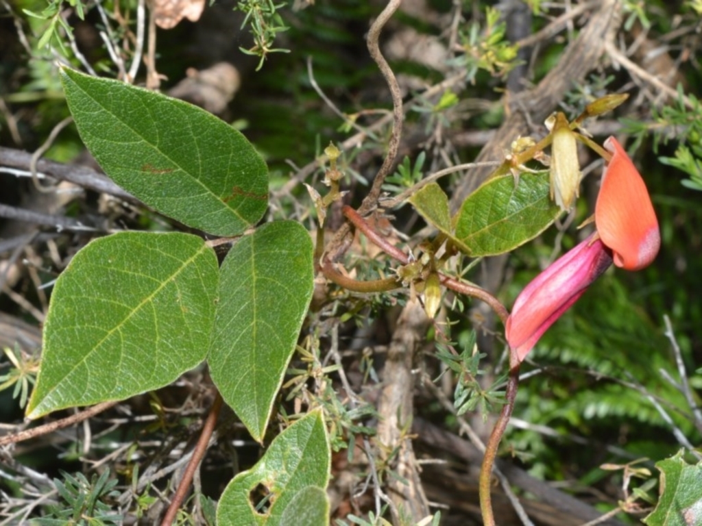 Kennedia rubicunda at Beecroft Peninsula, NSW - 28 Sep 2020