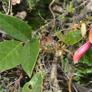 Kennedia rubicunda at Beecroft Peninsula, NSW - 28 Sep 2020