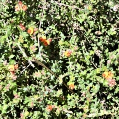 Oxylobium cordifolium (Heart-leaved Shaggy Pea) at Beecroft Peninsula, NSW - 28 Sep 2020 by plants