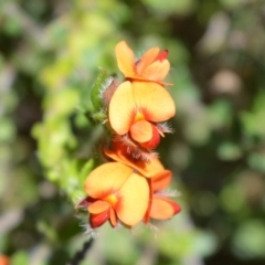 Oxylobium cordifolium at Beecroft Peninsula, NSW - 28 Sep 2020