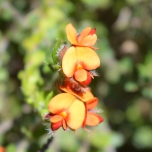 Oxylobium cordifolium at Beecroft Peninsula, NSW - 28 Sep 2020