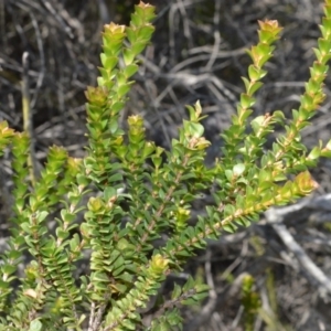 Baeckea imbricata at Beecroft Peninsula, NSW - 28 Sep 2020