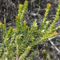 Baeckea imbricata (Coastal Baeckea, Heath Myrtle) at Beecroft Peninsula, NSW - 28 Sep 2020 by plants