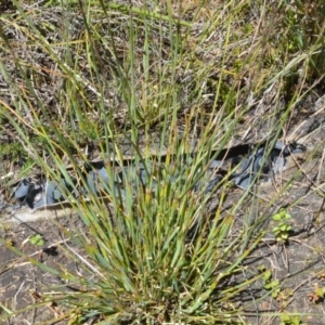 Eurychorda complanata at Beecroft Peninsula, NSW - 28 Sep 2020 11:51 PM