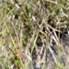 Eurychorda complanata at Beecroft Peninsula, NSW - 28 Sep 2020
