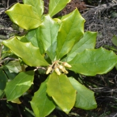 Pittosporum revolutum (Large-fruited Pittosporum) at Beecroft Peninsula, NSW - 28 Sep 2020 by plants