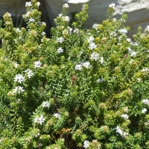 Westringia fruticosa at Currarong - Abrahams Bosom Beach - 28 Sep 2020