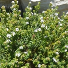 Westringia fruticosa (Native Rosemary) at Currarong - Abrahams Bosom Beach - 28 Sep 2020 by plants