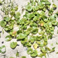 Calystegia soldanella (Sea Bindweed) at Beecroft Peninsula, NSW - 28 Sep 2020 by plants