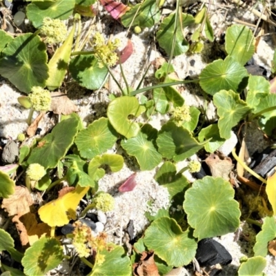 Hydrocotyle bonariensis (Pennywort) at Beecroft Peninsula, NSW - 28 Sep 2020 by plants