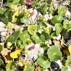 Hydrocotyle bonariensis (Pennywort) at Currarong - Abrahams Bosom Beach - 28 Sep 2020 by plants