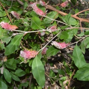 Grevillea macleayana at Currarong - Abrahams Bosom Beach - 29 Sep 2020 12:06 AM