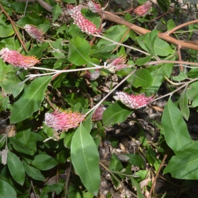 Grevillea macleayana (Jervis Bay Grevillea) at Currarong - Abrahams Bosom Beach - 28 Sep 2020 by plants