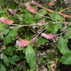 Grevillea macleayana (Jervis Bay grevillea) at Currarong - Abrahams Bosom Beach - 28 Sep 2020 by plants