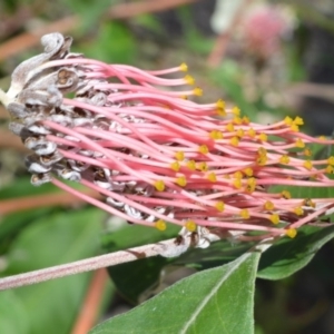 Grevillea macleayana at Currarong - Abrahams Bosom Beach - 29 Sep 2020 12:06 AM